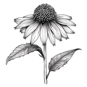 May include: A black and white line drawing of a coneflower with a single stem and two leaves.