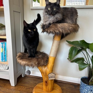 May include: A wooden cat tree with two cats. One is black, the other is grey and fluffy. The tree has two platforms with faux fur, a sisal-wrapped post, and a wooden base. A tag reads "House Proud Kitty."