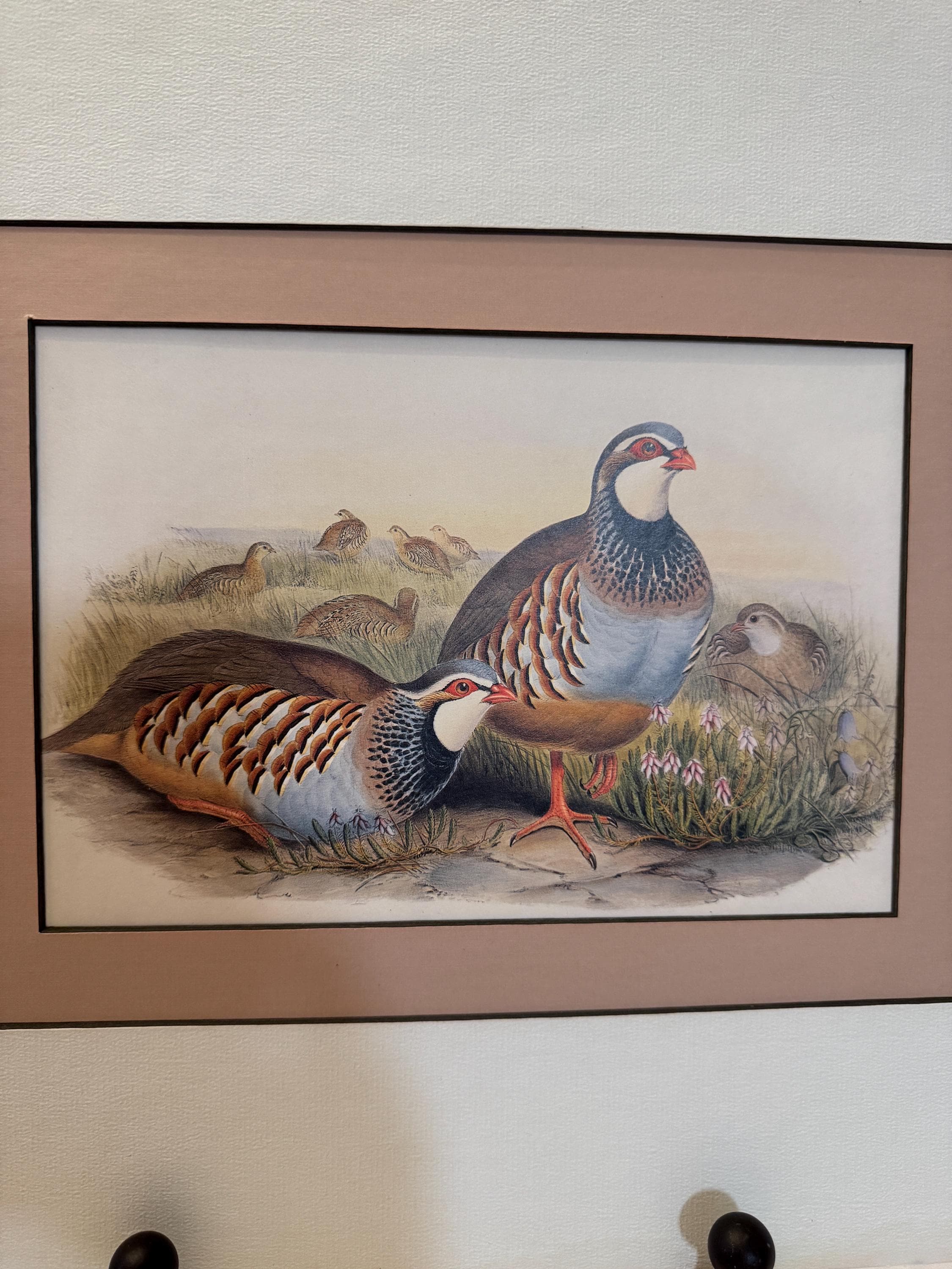 Perdiz de patas rojas España