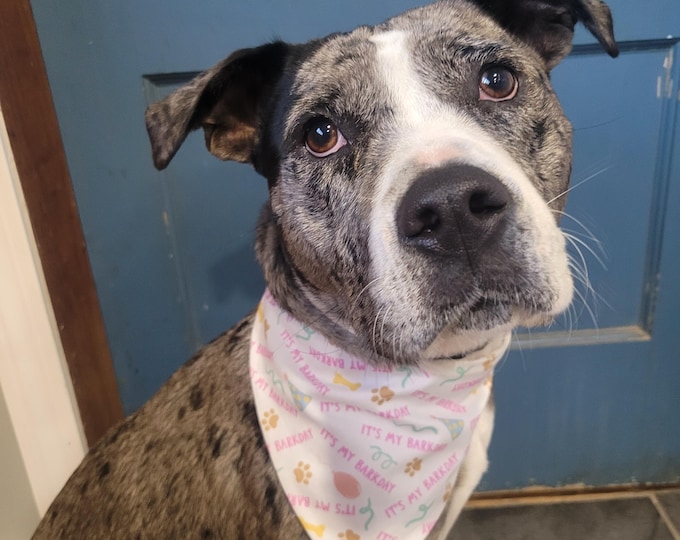Pink Birthday - Barkday- Scrunchie Dog Bandana