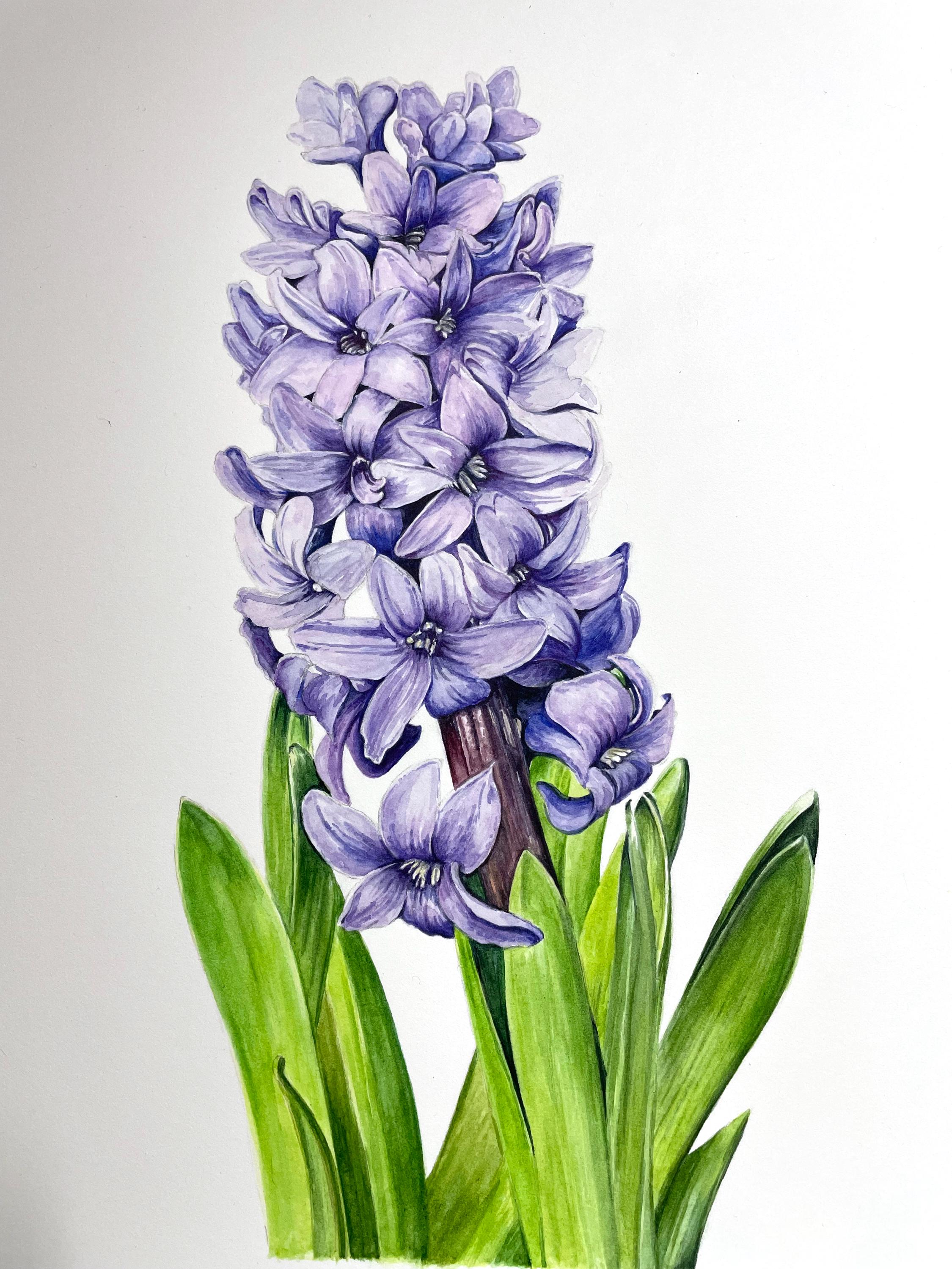春の花 - 青いヒヤシンス - 私のオリジナルの水彩画の限定版署名入り