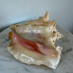 May include: A large conch shell with a cream and pink interior. The shell has a spiral shape and a textured surface. The shell is sitting on a white marble surface.