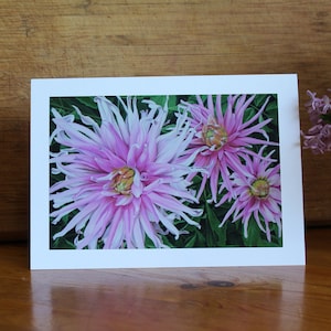 Dahlias, Carte d'art d'impression photo avec enveloppe, Carte de dahlias roses, Carte de fête des mères, Carte d'anniversaire, Carte de condoléances, Peinture de fleurs en gros plan