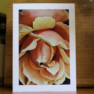 Rosa Grande, carte d'art impression photo avec enveloppe, carte rose orange, carte de fête des mères, blanc à l'intérieur, carte d'anniversaire, carte de condoléances