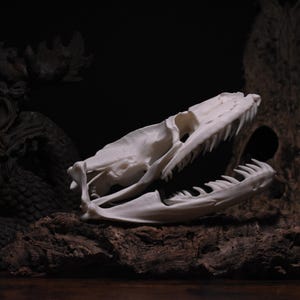 Reticulated Python Skull – 3D Printed Replica | Realistic Snake Skeleton for Collectors and Education