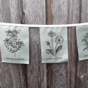 May include: A string of five botanical illustrations, each featuring a different flower. The illustrations are printed on white paper and are hung on a wooden fence. The flowers are labeled with their scientific names: "calendula officinalis", "taraxacum officinale", "hypericum perforatum", "tanacetum vulgare", and "chamomilla recutita".