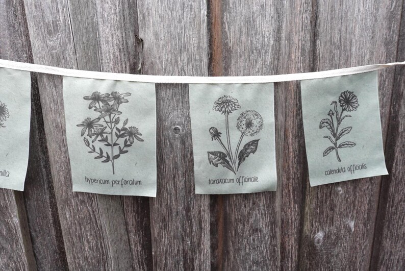 May include: A string of five botanical illustrations, each featuring a different flower. The illustrations are printed on white paper and are hung on a wooden fence. The flowers are labeled with their scientific names: "calendula officinalis", "taraxacum officinale", "hypericum perforatum", "tanacetum vulgare", and "chamomilla recutita".