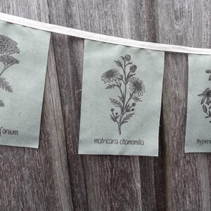 May include: Three green paper banners with black line drawings of flowers and their botanical names. The banners read "achilea millefolium", "matricaria chamomilla", and "hypericum perforatum".
