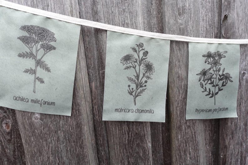 May include: Three green paper banners with black line drawings of flowers and their botanical names. The banners read "achilea millefolium", "matricaria chamomilla", and "hypericum perforatum".