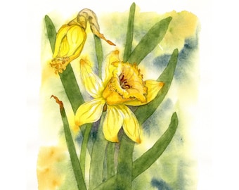 Two Daffodils watercolor painting ~ original watercolor of yellow daffodil flowers ~ hand painted garden blossoms