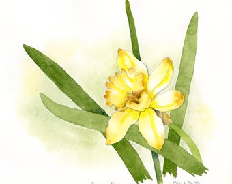 Lovely Daffodil watercolor painting ~ Original watercolor ~ Hand painted floral of a garden daffodil