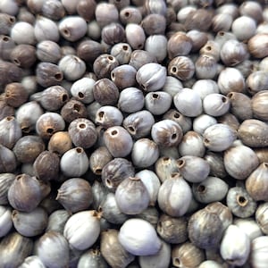 Job's druppelkralen natuurlijke kleur uit het regenwoud van Zuid-Amerika, maat 6-10 mm, selecteer je aantal.