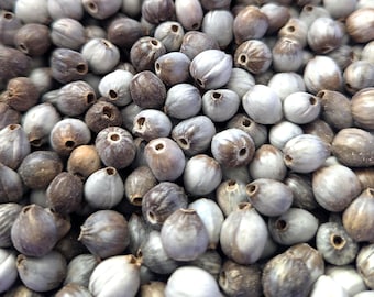 Job's Teardrop Beads Natural Color from South America Rainforest, Size 6-10mm, Select your Quantity.