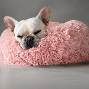 May include: A small, white French bulldog dog is sleeping in a pink fluffy dog bed.
