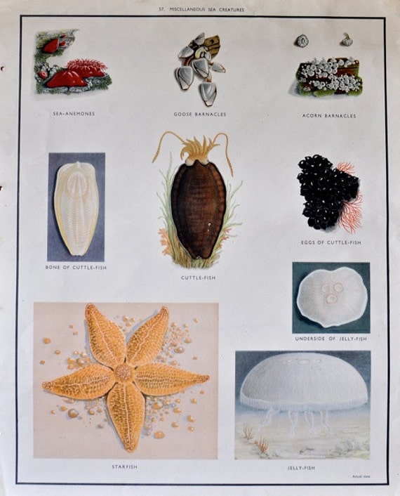 Starfish Chart