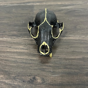 May include: Black animal skull with gold painted details. The skull is viewed from the front and has a small hole in the center.