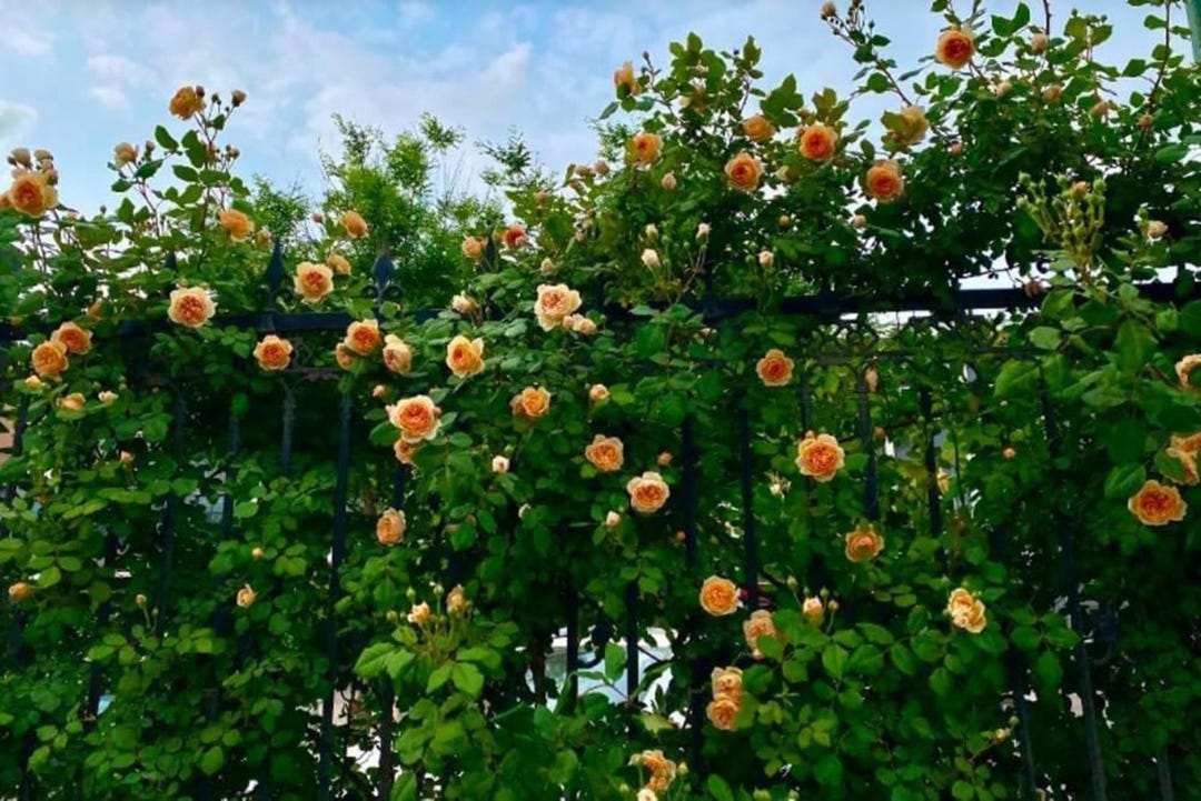 Orange Climbing Rose Seeds | Rare Heirloom Garden Plant - Etsy