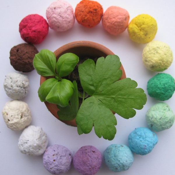 NEW---50 HERB Seed Bombs