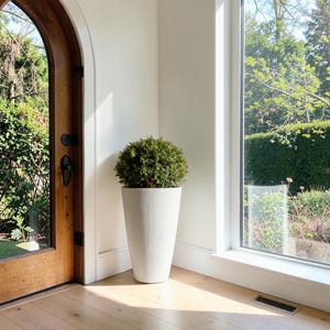 May include: A tall, white, cylindrical planter with a vertical ribbed texture, holding a dense, spherical green shrub. The planter is positioned in a corner between a wooden arched door and a large window, illuminated by natural sunlight.
