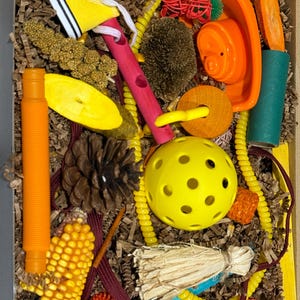 Fall Parrot Foraging Toy Box: Natural Wood, Treats Included