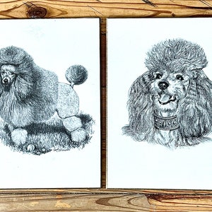 Vintage Poodle Art Prints On Wooden Board Earl Sherman Mid Century Wall Art 1950s 1960s Dogs Black and White Dwlrawing image 6