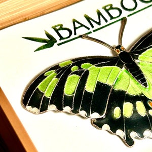 Bamboo Jewelry Malachite Butterfly Brooch Sterling Silver Cloisonné Enamel Pin image 7