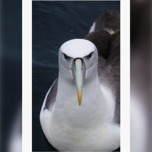Vertical Poster Print, Albatross Photography Wall Art, Aoteroa New-Zealand Picture, Matte Home Decor, Nature Lover Gift, Coastal Bird