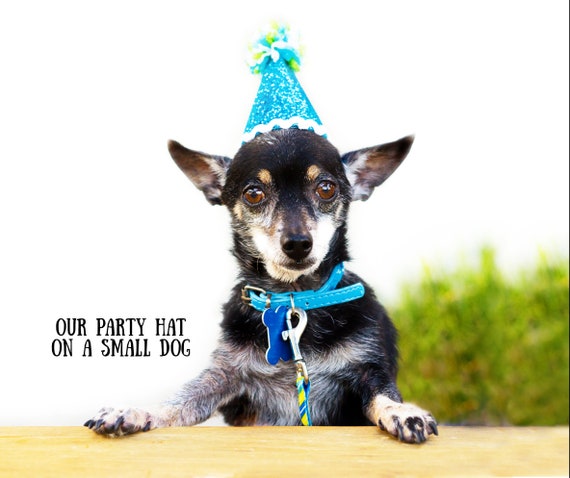 Small dog party hat discount