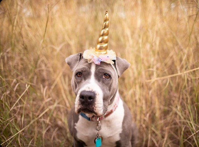 Download Unicorn Costume for Dogs Dog Halloween Costume Dog Unicorn ...