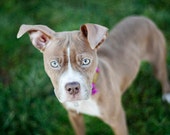 Puppy Portrait Photography Shelter Dog 5x7