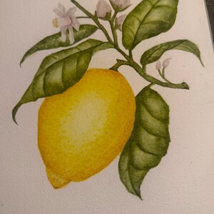 Original hand painted watercolor lemon