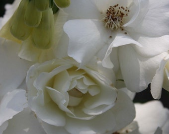 Giclee print Fine art photograph  8.5 X 10.5 white roses