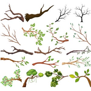 Puede incluir: Una colección de 15 ramas de árboles diferentes, algunas con hojas y otras sin. Algunas ramas están desnudas, mientras que otras tienen hojas verdes. Las ramas están aisladas sobre un fondo blanco.