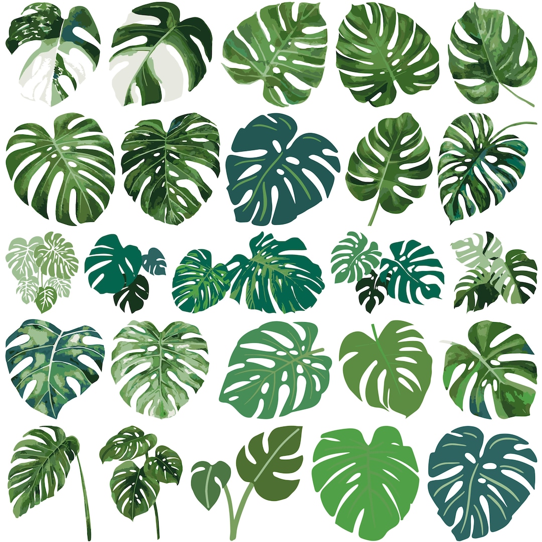 Tropical Leaves SVG Bundle, Monstera Leaf SVG Clipart, Jungle Leaves ...