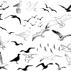 May include: Black and white line drawing of various seagulls in flight and perched on a surface. The seagulls are drawn in a simple, stylised manner.