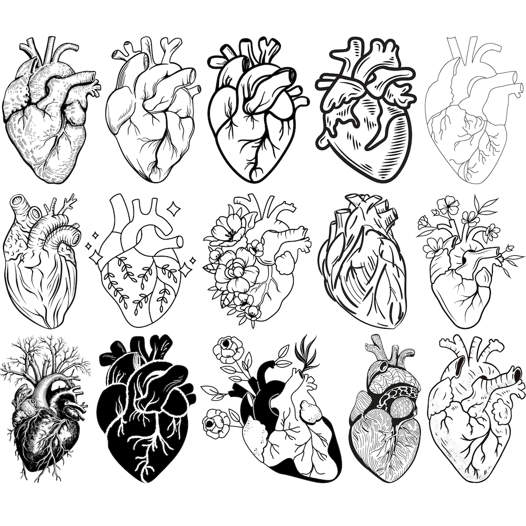 Anatomical Heart Svg Bundle, Nurse Life, Human Heart Svg, Human Heart ...