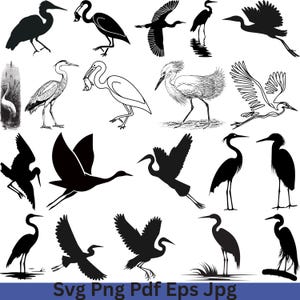 Op de afbeelding: Een verzameling reigerillustraties in verschillende poses, waaronder silhouetten en gedetailleerde tekeningen. De afbeeldingen tonen reigers in vlucht, staand en met prooi, allemaal in zwart-wit. De onderkant van de afbeelding bevat de tekst "Svg Png Pdf Eps Jpg".