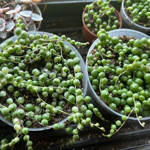 May include: Two clear plastic pots containing trailing succulent plants with round, bead-like green leaves. One pot features variegated leaves with white stripes, while the other contains solid green leaves. Additional small potted plants are visible nearby.
