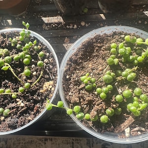 May include: Two clear circular plastic containers filled with dark potting soil and small green string of pearls succulent plants. The plants feature round, bead-like leaves growing on thin stems that trail across the surface of the soil.