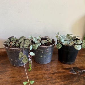 Op de afbeelding: Drie kleine potplanten van de String of Hearts. De planten hebben hartvormige bladeren met een gevlekt groen en zilver patroon. De potten zijn donker en staan op een houten oppervlak. De achtergrond is een effen witte muur.