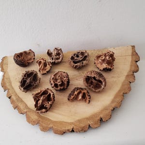 May include: A collection of brown, dried, and hollowed-out walnut shells on a wooden surface.