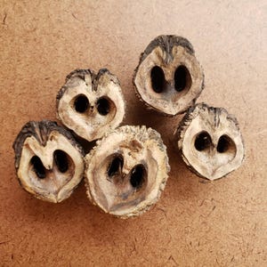 May include: Five halves of a walnut shell, each with a dark, oval-shaped cavity. The shells are a light tan color with darker brown edges, arranged on a brown surface. The shells are open, revealing the interior.