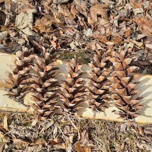 May include: Five large brown pine cones with white tips are arranged on a light-colored wooden plank. The background features dried leaves and grass, suggesting a natural outdoor setting. The cones are a natural brown color.