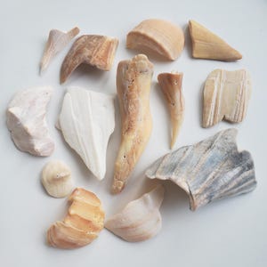 May include: A collection of various seashells and shell fragments in shades of beige, tan, and white. The assortment includes conch shells, clam shells, and other unique shapes, all arranged on a white surface. The shells vary in size and texture.