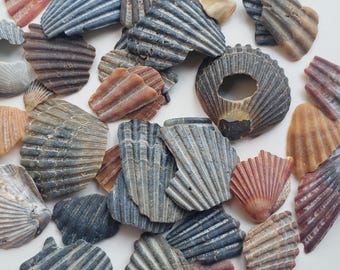 May include: A collection of various seashells in shades of gray, brown, orange, and red. The shells have ribbed textures and varying shapes, with some featuring a circular opening. The arrangement is scattered, showcasing the natural beauty of the marine life.