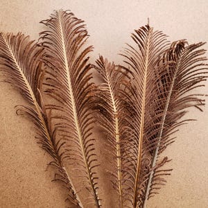 May include: Close-up of several dried, brown palm fronds with a feathery texture. The fronds have a central stem with numerous, delicate leaflets extending outwards. The background is a light brown, neutral tone.