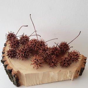 May include: A collection of dried brown spiky seed pods arranged on a wooden slice. The pods have a unique, textured surface and are a natural element for crafting and decorating.