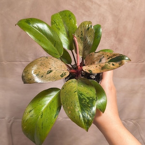 Philodendron Congo Dwarf Variegated C - Exact Plant - Pics on 8/12 - US Seller - Live Plant