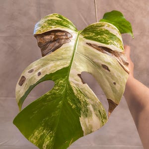 Monstera Aurea Small Form - Exact Plant - Pics on 8/20 - US Seller