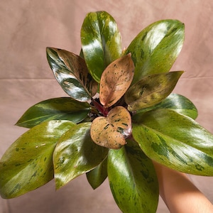 Philodendron Congo Dwarf Variegated A - Exact Plant - Pics on 8/12 - US Seller - Live Plant